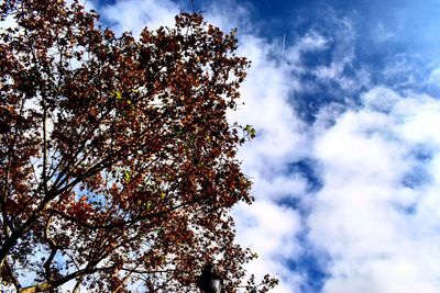 Low angle view of tree against sky