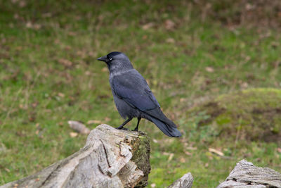 Bird perching on rock