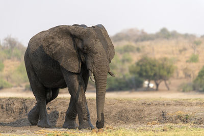 Elephant in a field