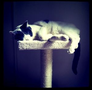 Cat sleeping on white surface