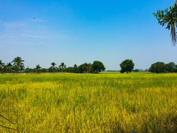 Scenic view of agricultural field against clear sky