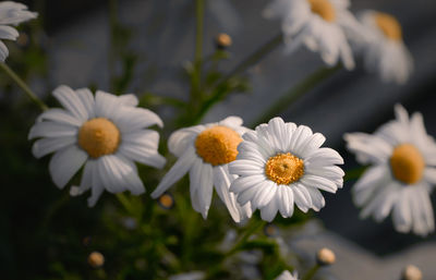 Close-up of white daisy flowers