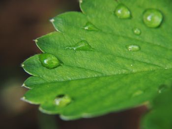 Close-up of raindrops on leaves