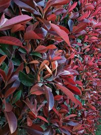 High angle view of red flowering plant