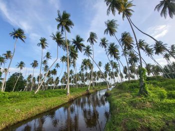 palm tree