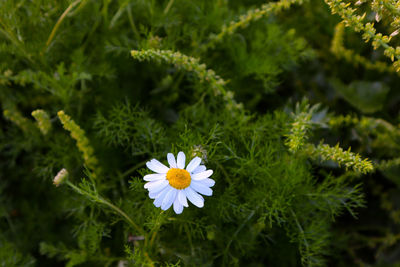 Close-up of white flowering daisy