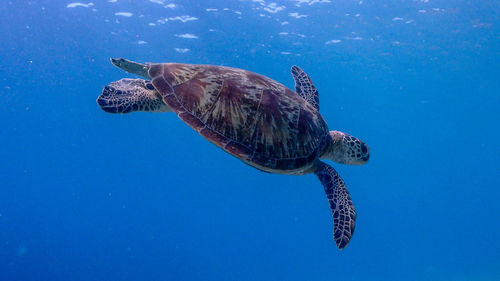 View of turtle swimming in sea