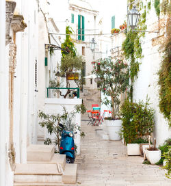 Potted plants on street against building