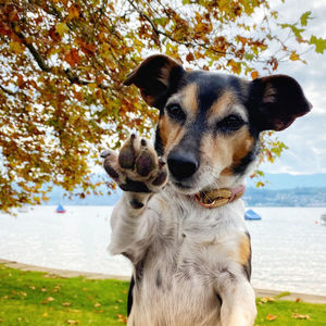 canine