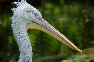 Close-up of pelican