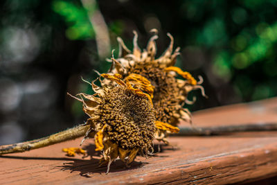 Close-up of insect on wood