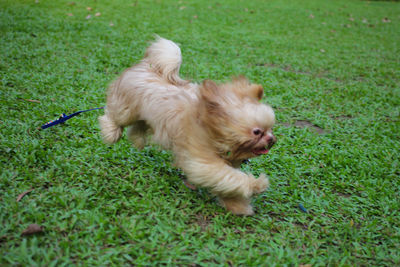 Dog on grass