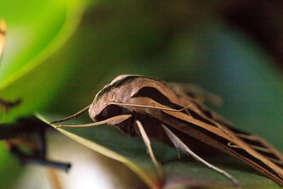 Close-up of insect on dry leaf