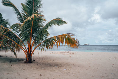 Palm trees on beach against sky