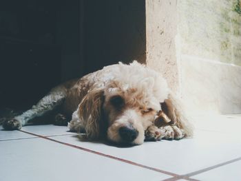 Close-up portrait of dog lying on floor