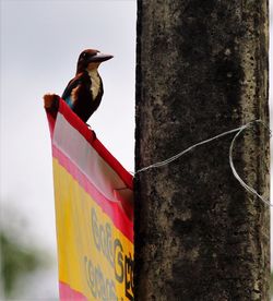 Bird perching on wood