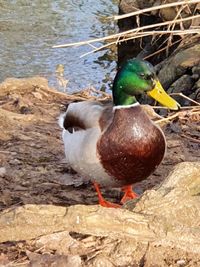 Mallard duck on rock