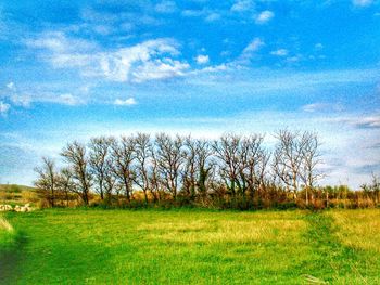 Bare trees on field against sky