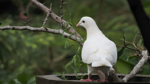 White bird perching on a branch