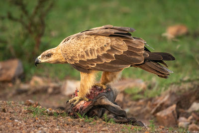 Tawny eagle perches on kill lowering head