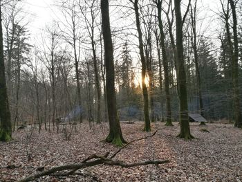 Trees in forest against sky