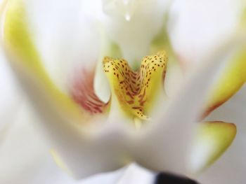 Close-up of flower blooming outdoors