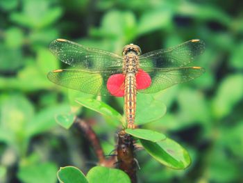 Close-up of dragonfly on plant