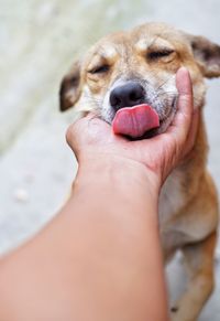 Cropped hand of person petting dog standing on street