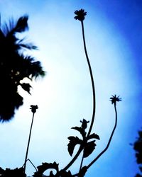 Low angle view of trees against blue sky