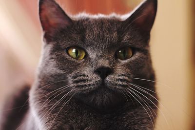 Close-up portrait of a cat