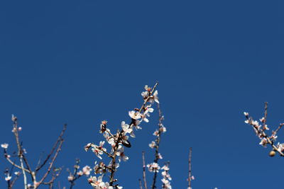 Low angle view of flowers against blue sky