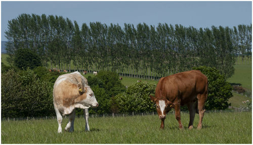 Sheep grazing in a field