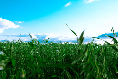 Close-up of plants growing on land against sky
