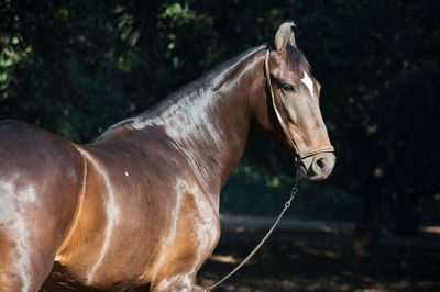 Side view of brown horse standing in forest