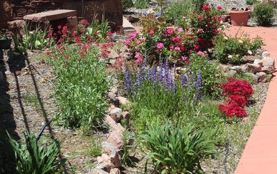 Flowers growing outdoors