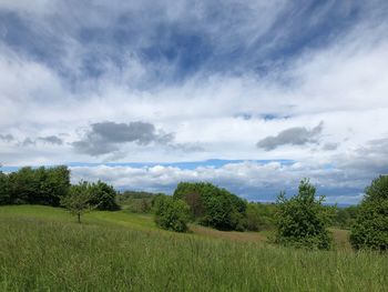 Scenic view of trees on field against sky