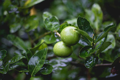 Close-up of fruits growing on tree