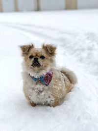 Portrait of dog in snow