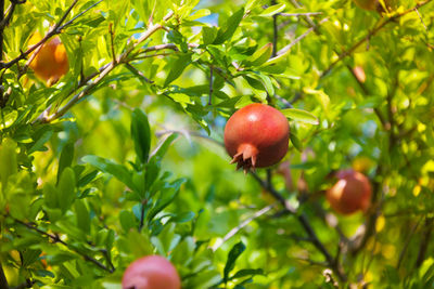 Close-up of strawberry growing on tree