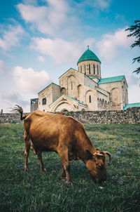 View of cows grazing on field