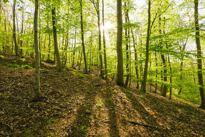 Trees in forest