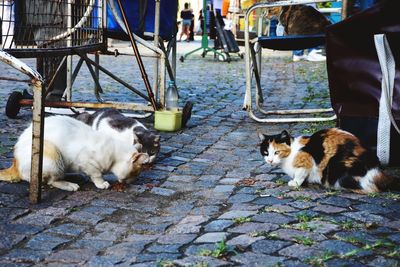 Cat looking away