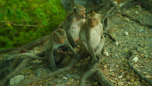 Monkeys sitting outdoors