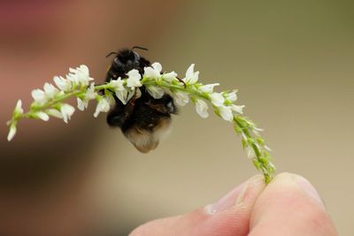 Close-up of bee on flower