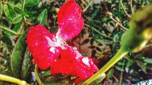 Close-up of water drops on red flower