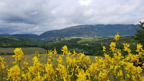 Scenic view of oilseed rape field against cloudy sky