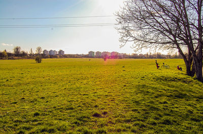 Scenic view of field against sky