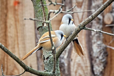 Close-up of birds perching on branch