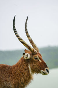 Close-up of deer