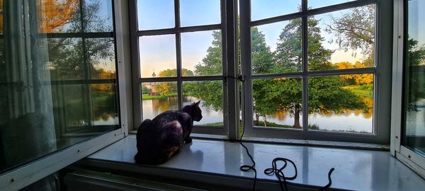 Cat looking through window